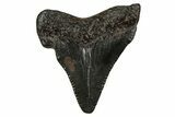 Juvenile Megalodon Tooth - South Carolina #353305-1